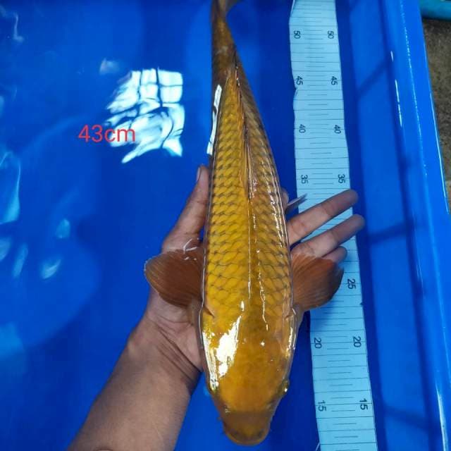 Cagoi tembaga 43cm male