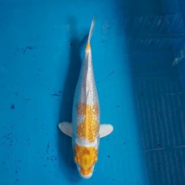 Hariwake Ginrin 30cm