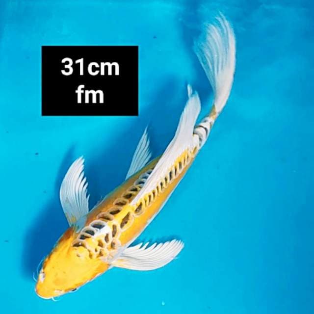 Kumpay yellow kiko 31cm