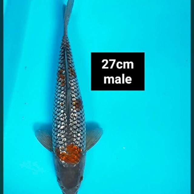 Ochiba ginrin 27cm male