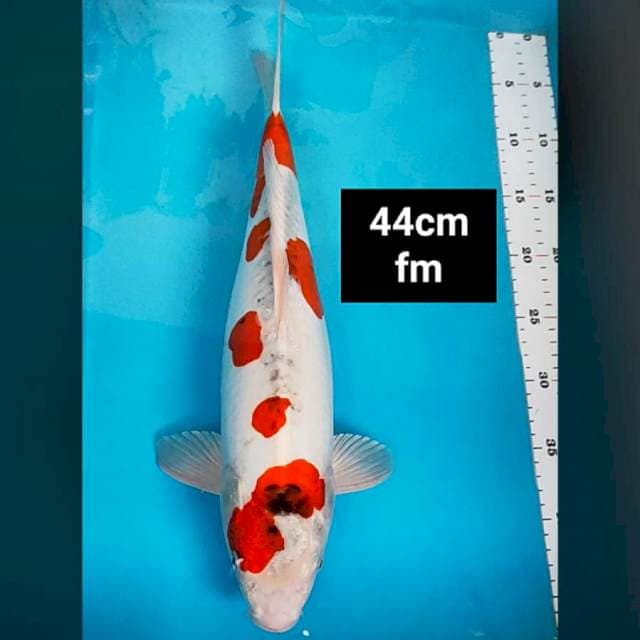 Beni kiko strong 44cm jumbo