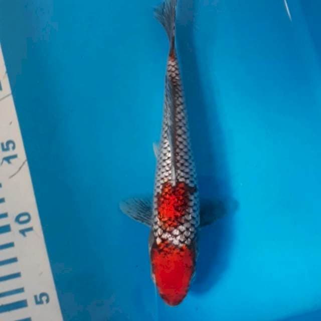 Beni Matsukawa Ginrin 20 cm