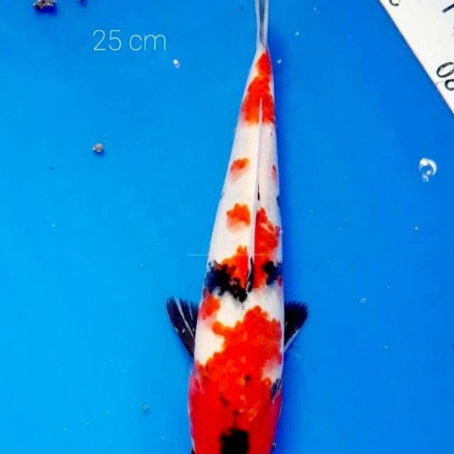 Showa 25 cm