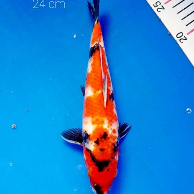 Ahowa 24 cm