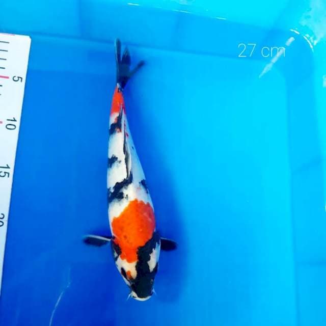 Showa 27 cm