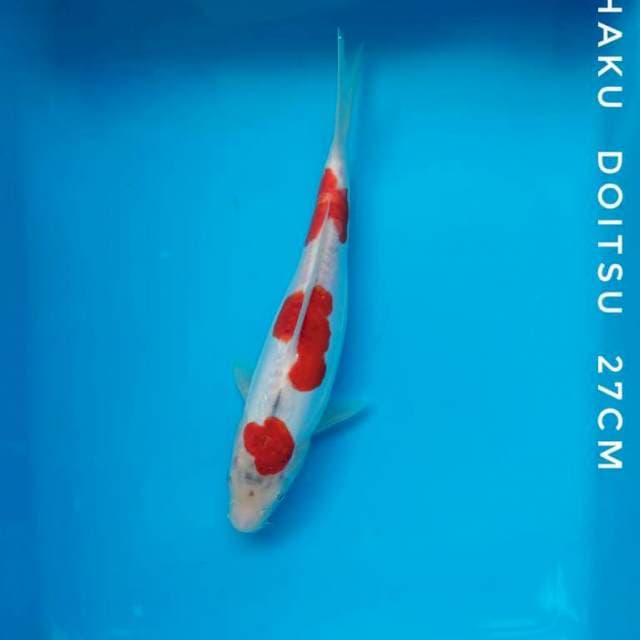 #KOHAKU DOITSU #27 CM