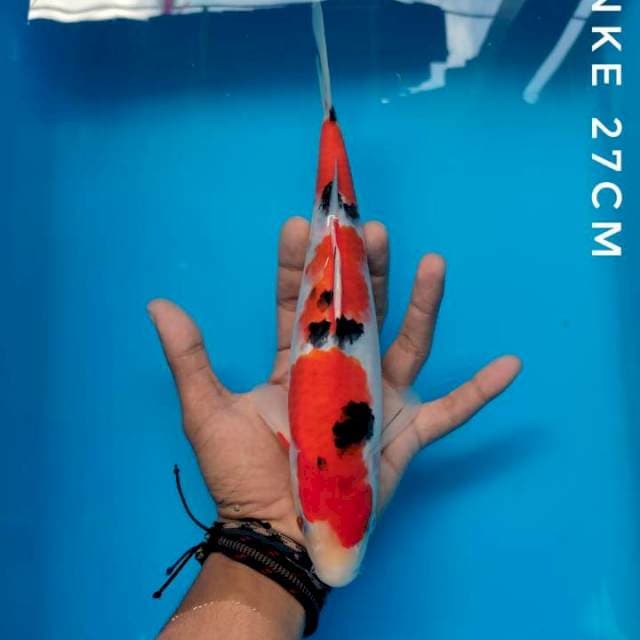 #SANKE #27 CM