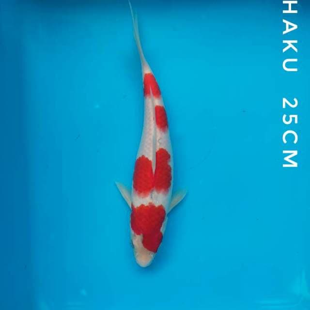 KOHAKU 25CM