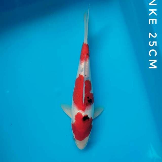 SANKE 25CM