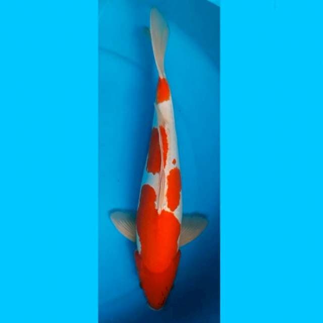KOHAKU MALE 45CM