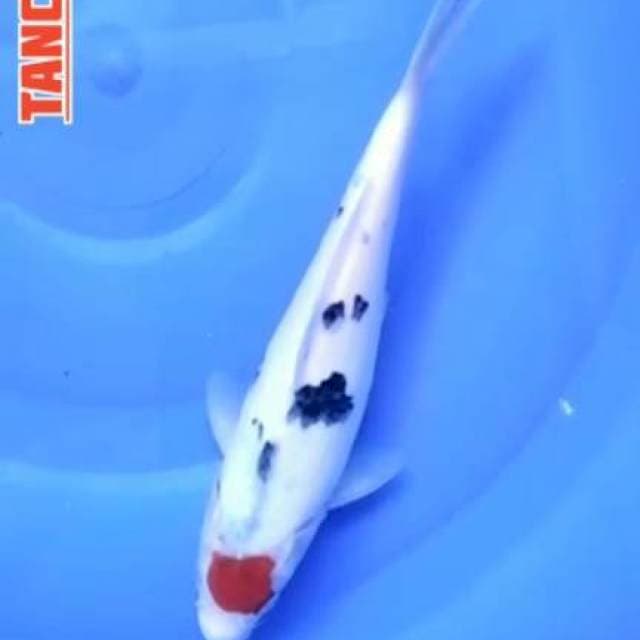TANCHO SANKE 26CM