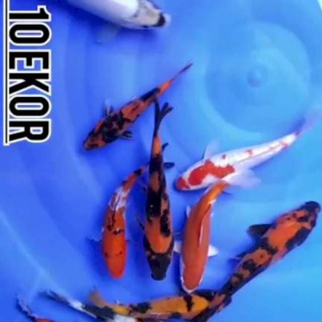 PAKET 10 EKOR 18-23CM