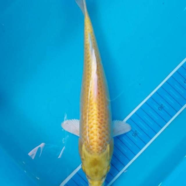 Yamabuki ogon