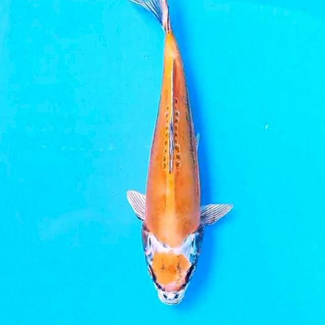 Kikokuryu 25 cm