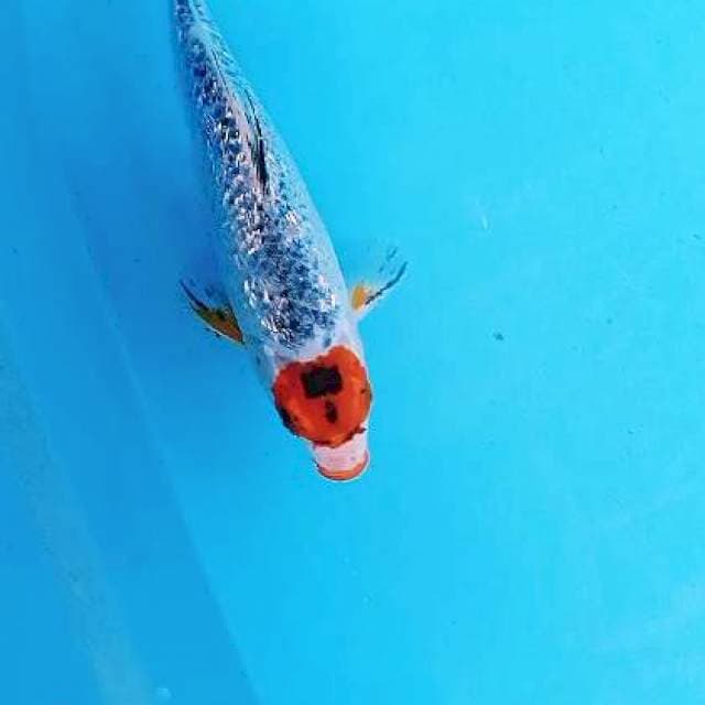 Kinginrin kucibeni 26 cm