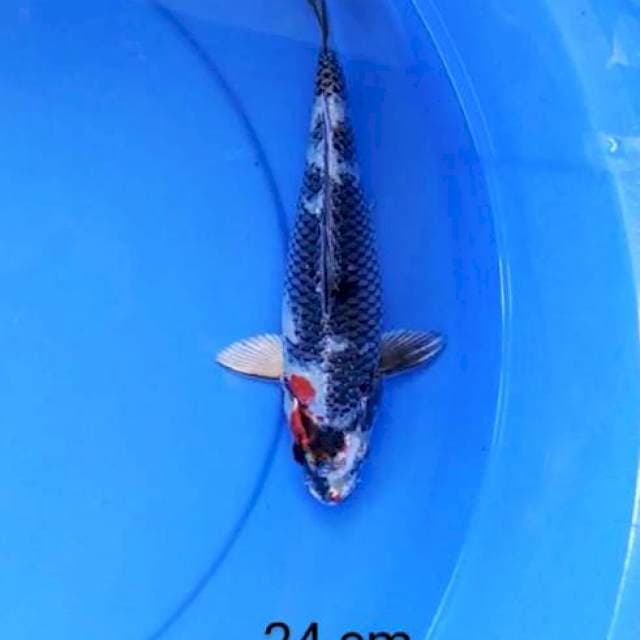 Showa 24 cm