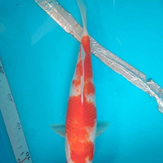 Kohaku 30 cm