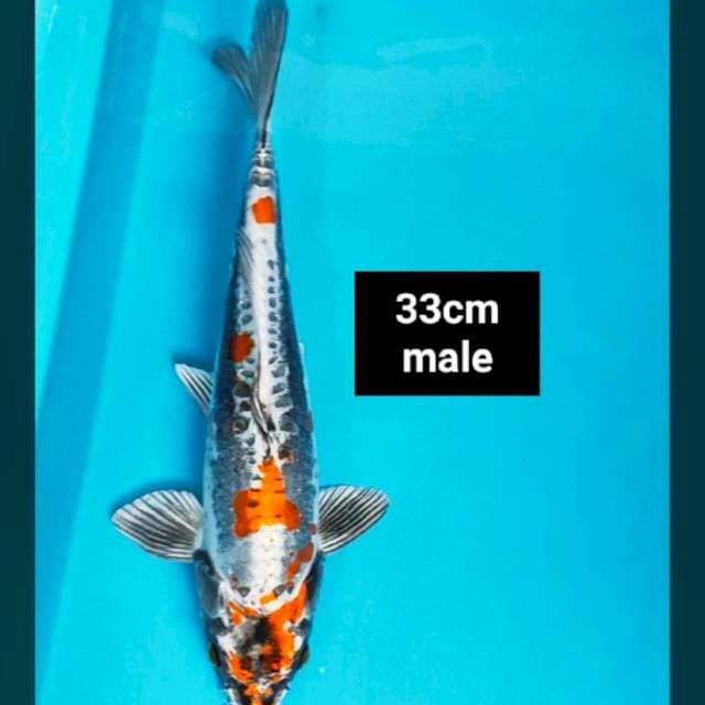Beni kiko strong 33cm male