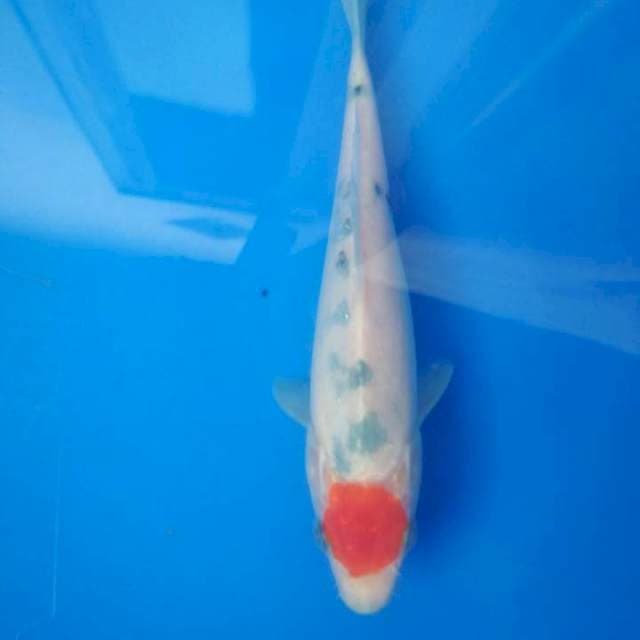 Tancho sanke 21 cm