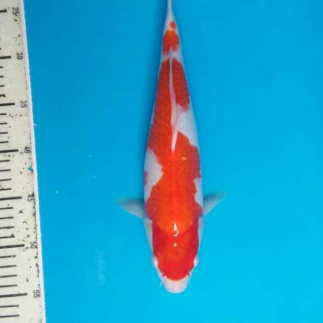 Khohaku inazuma ori 1