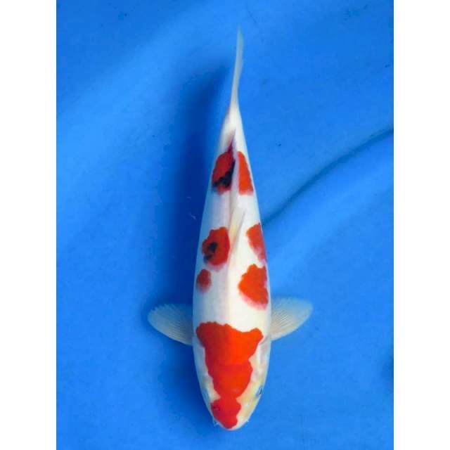 28cm - Taisho Sanke
