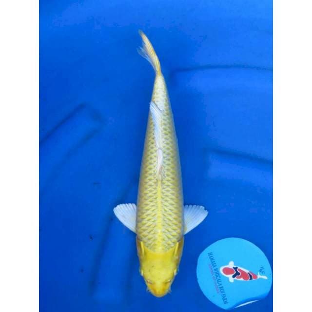 35cm - Yamabuki Ogon