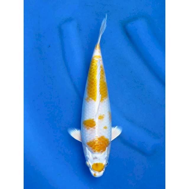 32cm - Hariwake