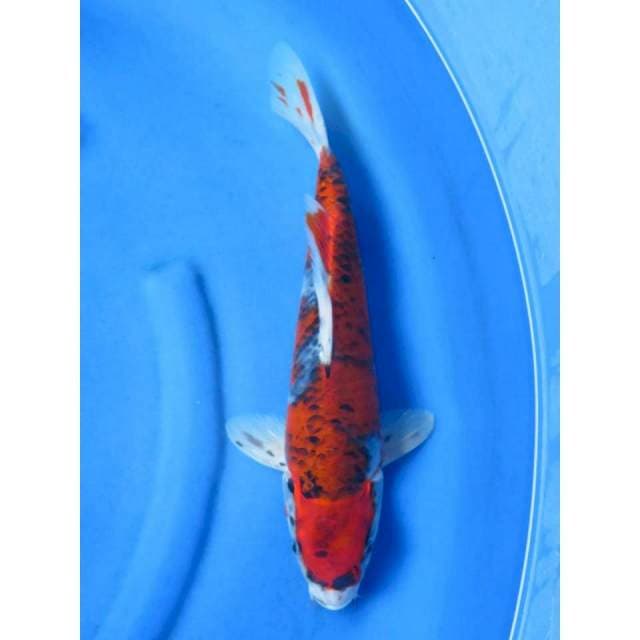38cm - Red Goshiki