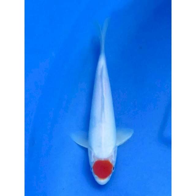 28cm - Tancho Putih Salju