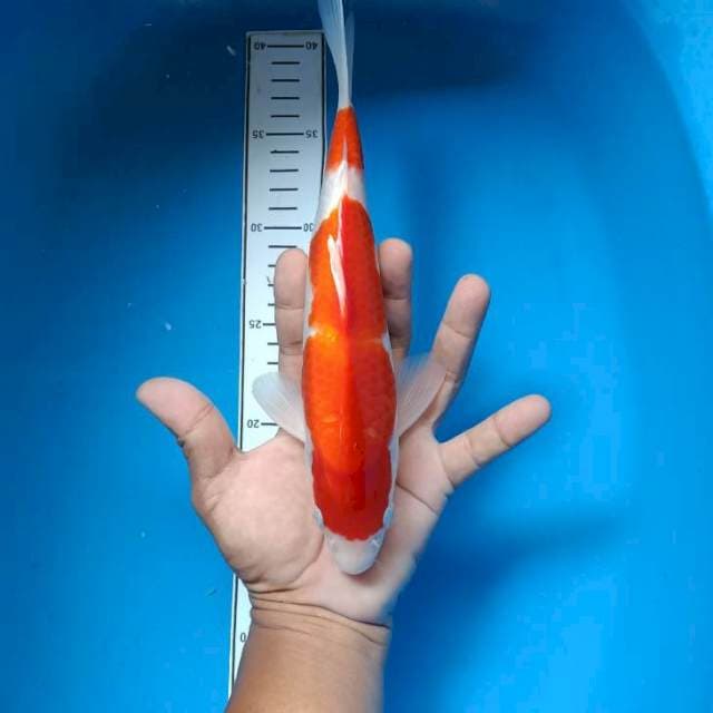 Kohaku red strong