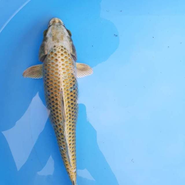 Gold mukasi