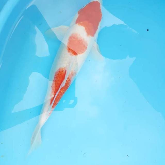 Kohaku