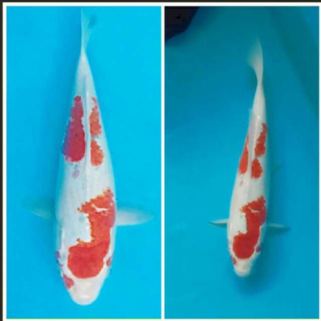 red goshiki 30cm.