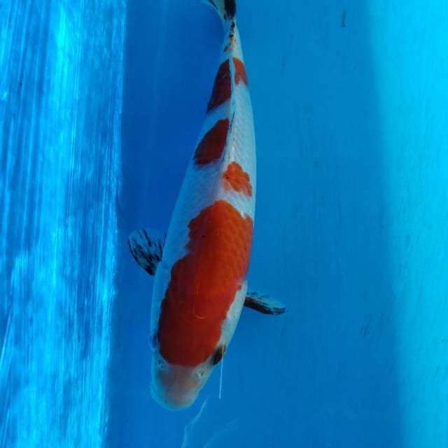 Sanke sq 25cm