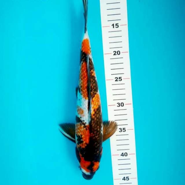 SHOWA GINRIN 34 CM JANTAN