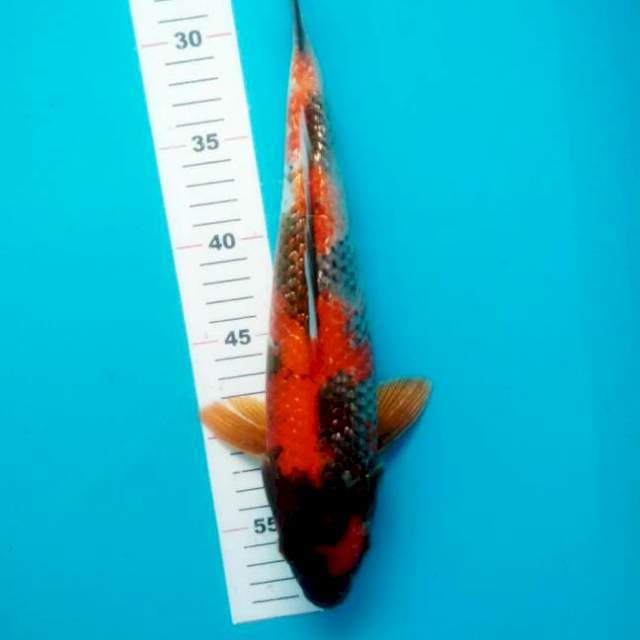 SHOWA GINRIN 34 CM