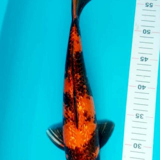HI UTSURI GINRIN 36 CM JANTAN