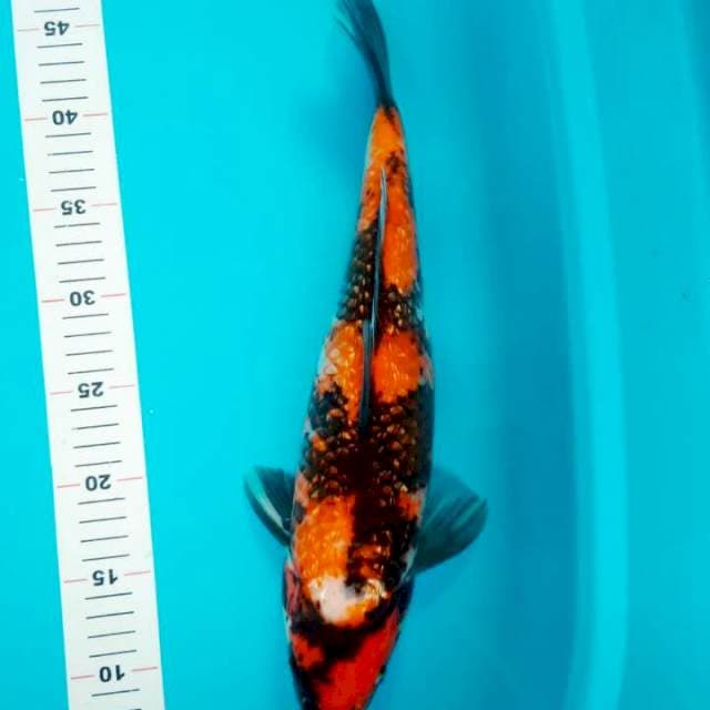 HI SHOWA GINRIN 39 CM