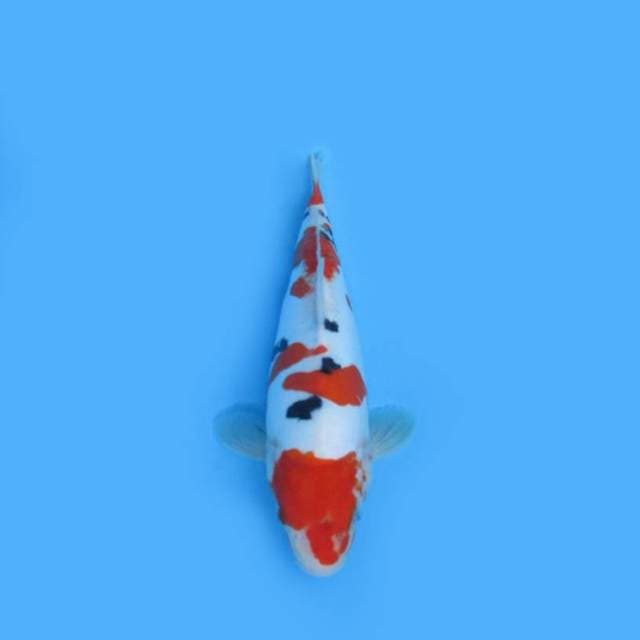 Sanke Doitsu 28 Cm