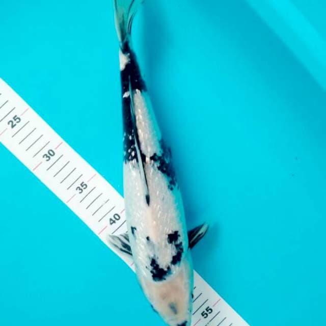 SHIRO GINRIN 37 CM