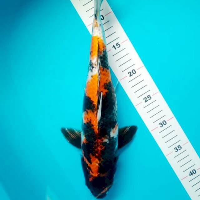 SHOWA 36 CM
