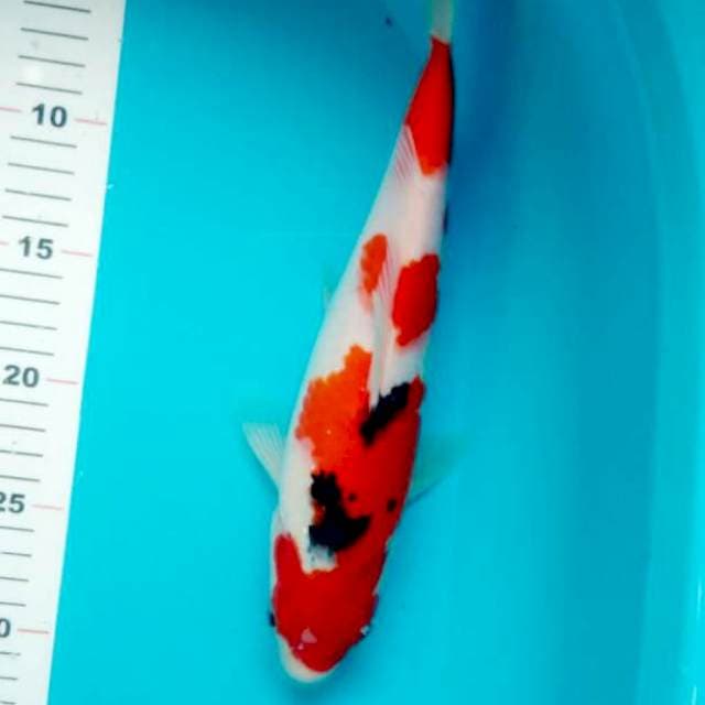 SANKE 31 CM