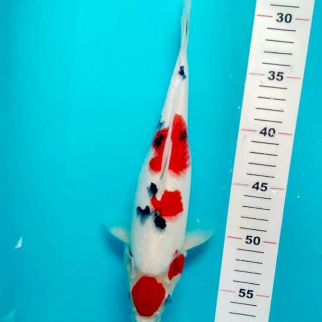 MARUTEN SANKE 30 CM