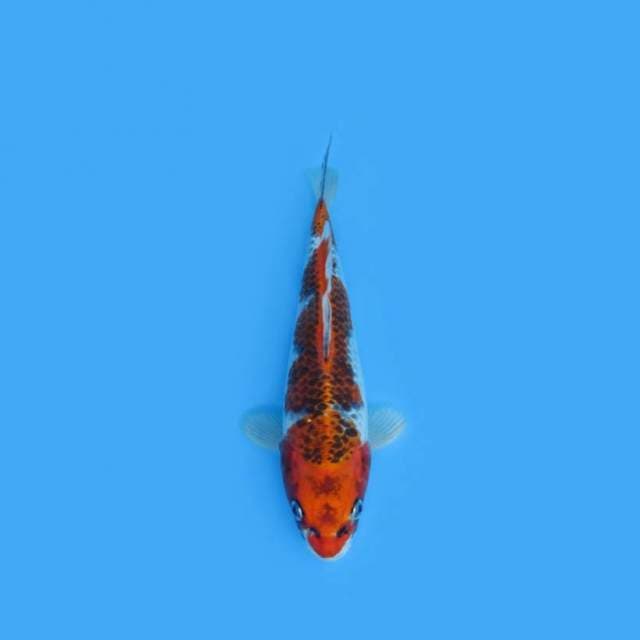 29CM - KUJAKU