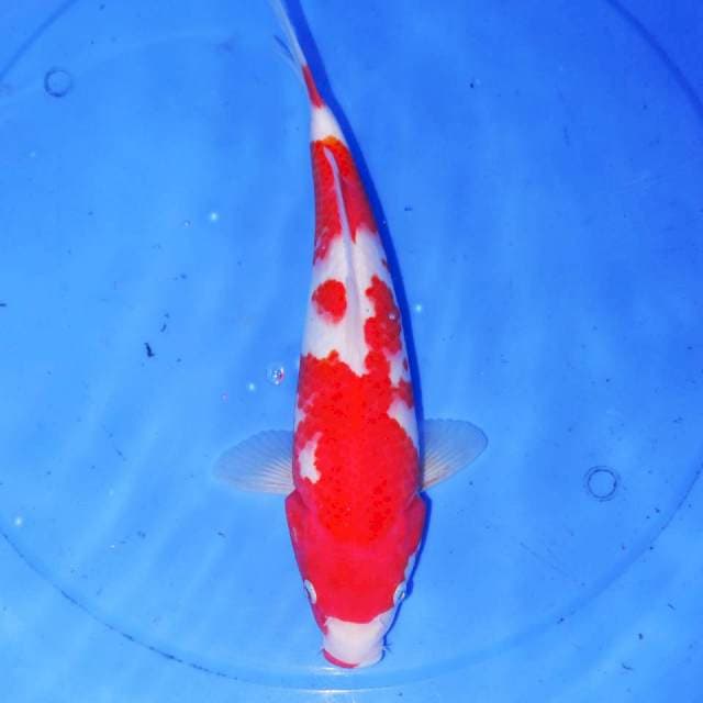ZURIKO KOHAKU 32cm