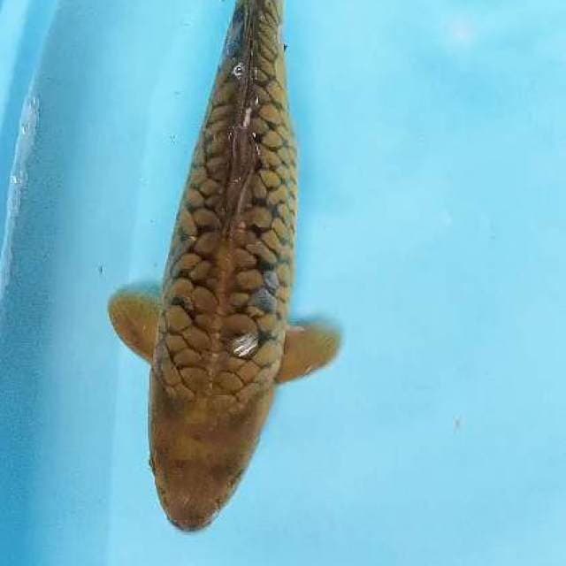 Jumbo midori sisik naga 45 bu