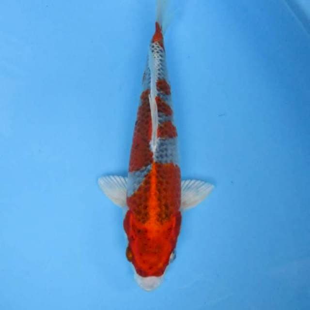 Kujaku