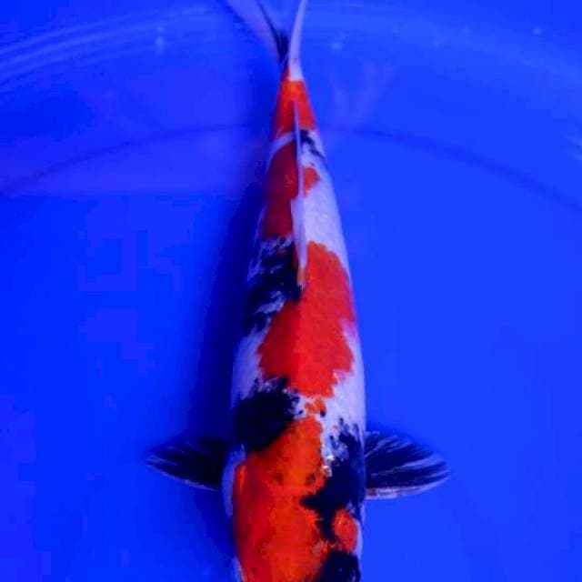 Kindai Showa 28cm Male