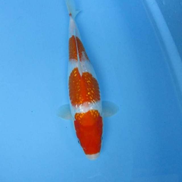 Kohaku gindrin