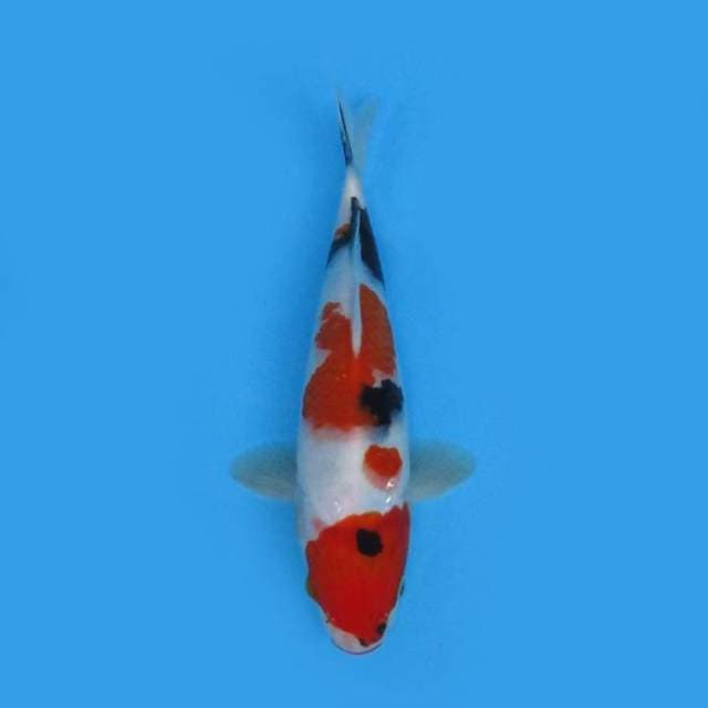 25CM - SHOWA